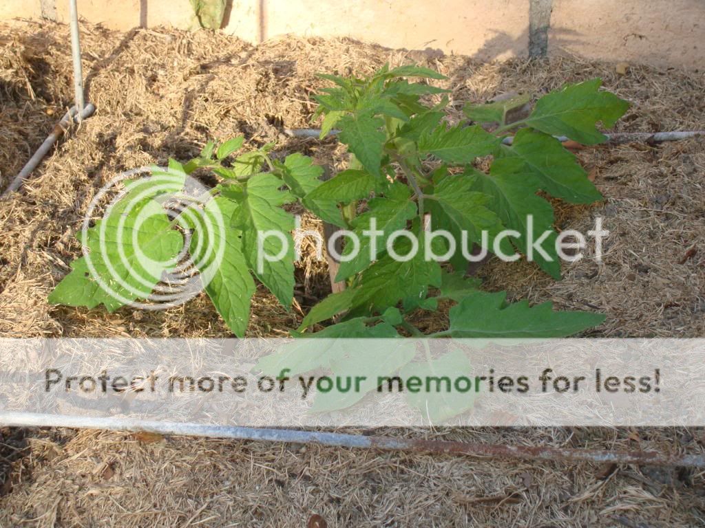  photo DSC05823_zpsbb6a1e93.jpg